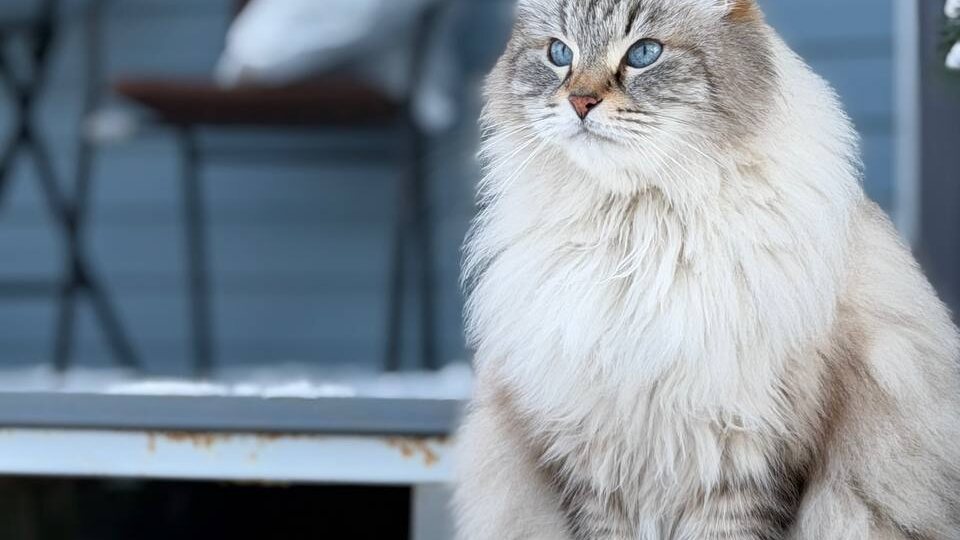 С первым днем весны!