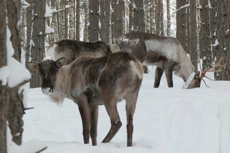   На снегоболотоходах "Тингер" ученые и инспекторы передвигаются по Керженскому заповеднику
