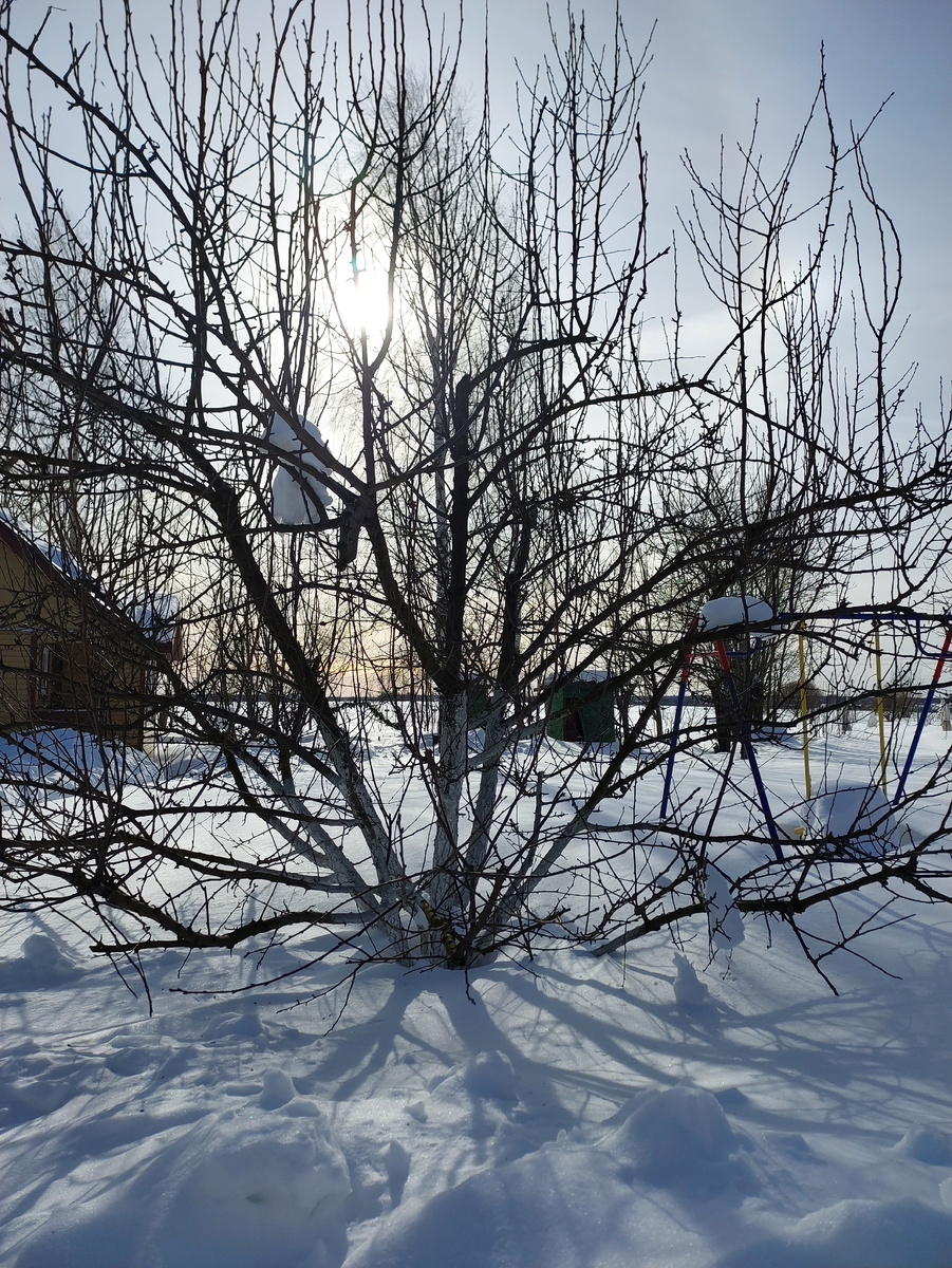 Мой сад в феврале.