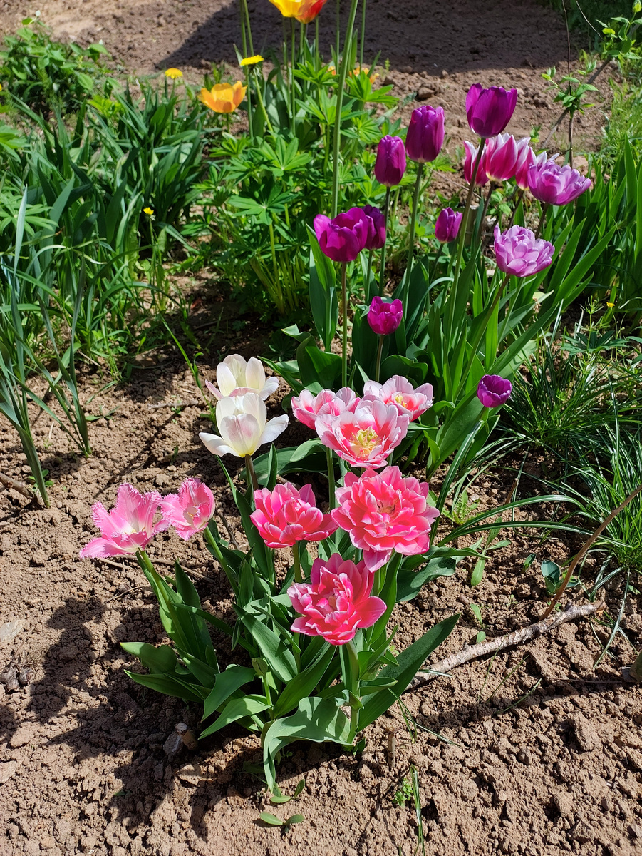 Мои тюльпаны. 