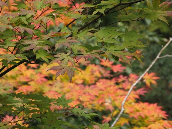 Это обычная фотография, которую я сделал, чтобы запечатлеть великолепную осеннюю листву в Японии. Для меня эта фотография и та, что вверху, особенные, так как я сделал их во время прогулки по холмам Сиги с моим сэнсэем, Ватанабэ Токидзи. См. ниже.