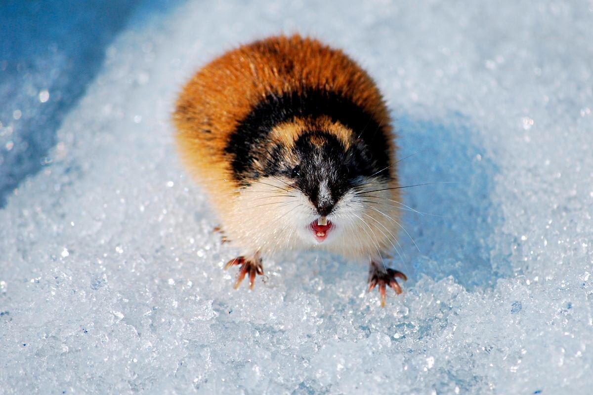 Фото с сайта: https://jaluziplicell.ru/keyword/3464873/image/110042850