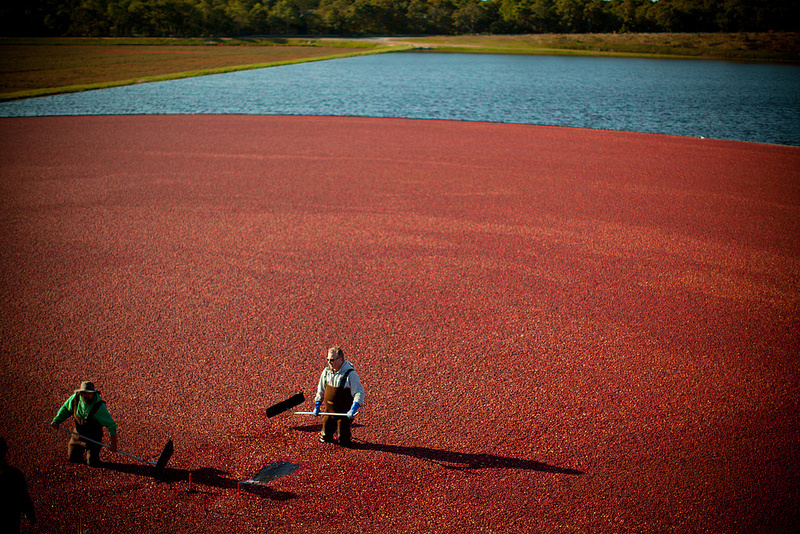 США — крупнейший производитель клюквы.