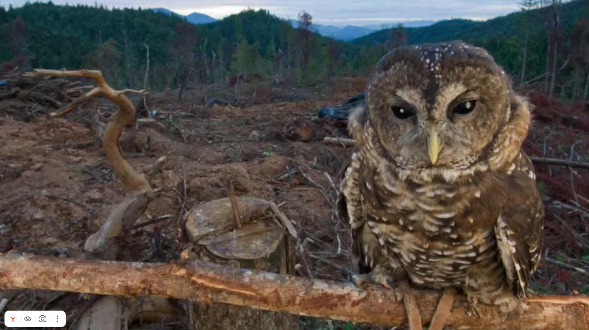 Фото из общего доступа сети Интернет