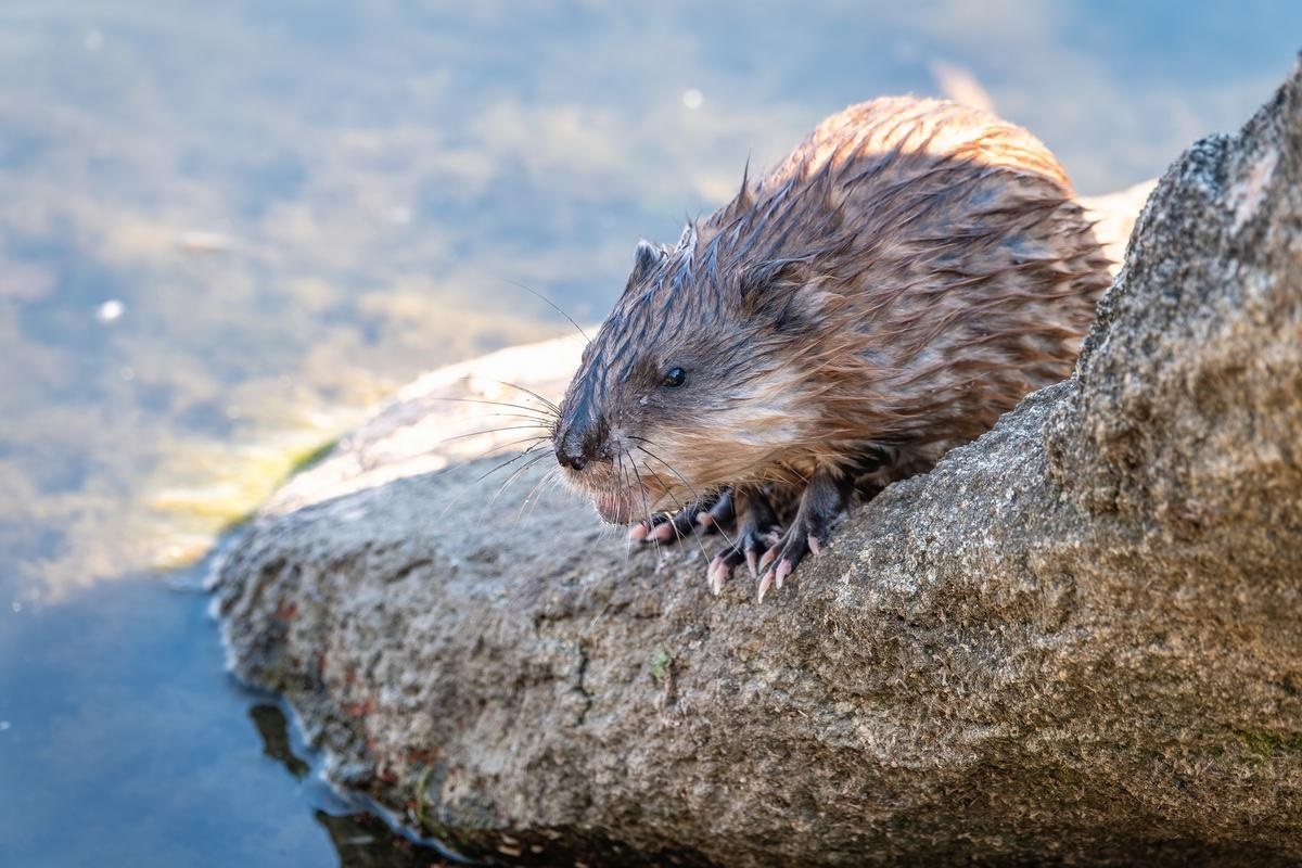 Фото с сайта: https://bolshayastrana.com/dostoprimechatelnosti/kareliya/nacionalnyj-park-ladozhskie-shkhery-305