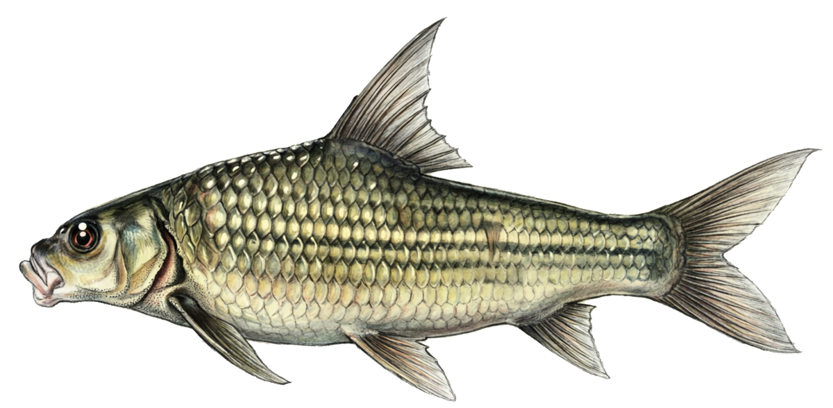 Probarbus jullieni