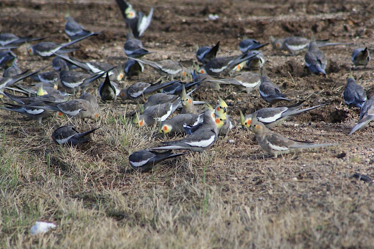 Стая диких корелл