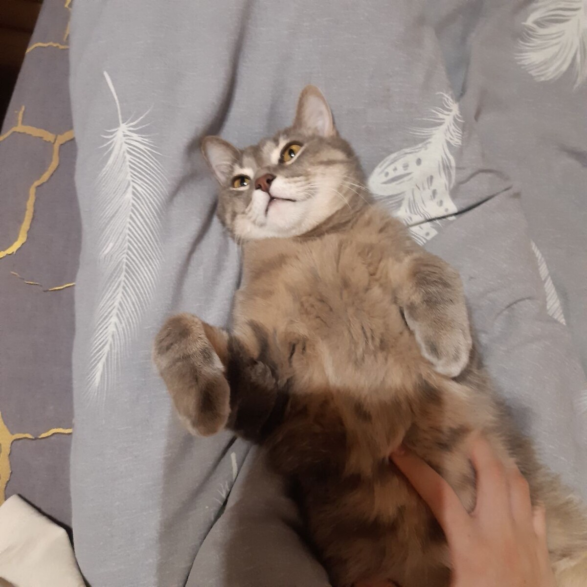 Кот всея Руси 