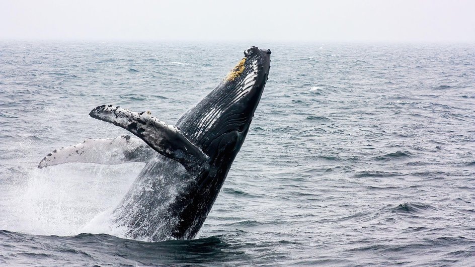 Горбач. Источник: https://clck.su/cYjqG