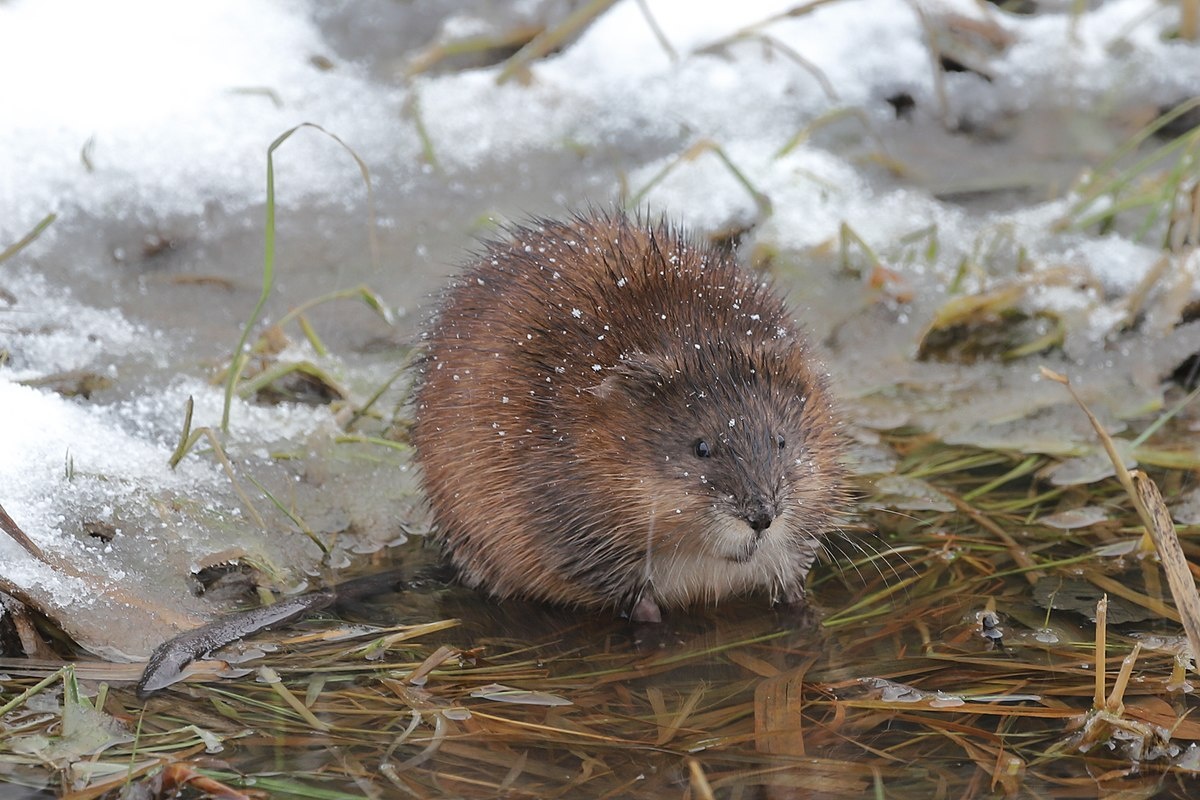 Фото с ссайта: https://commons.wikimedia.org/wiki/File:Ondatra_zibethicus_248443420.jpg