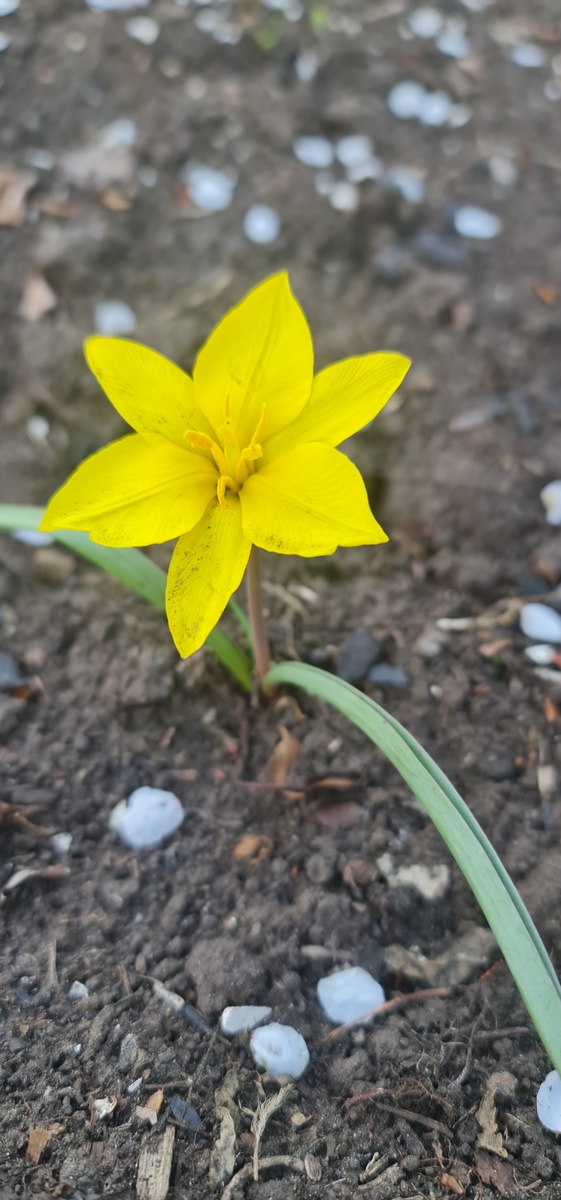 Первоцвет, растёт дичком на даче. 