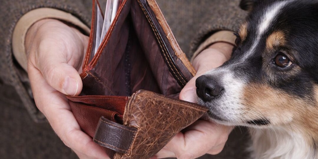 Сколько денег «съедают» питомцы в месяц: реальные цифры — а у вас так же?