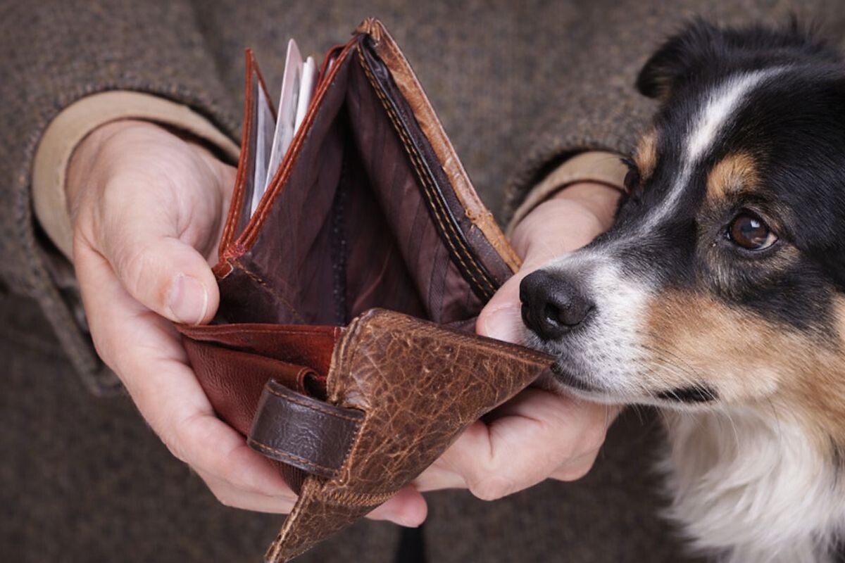 Сколько россияне тратят на питомцев в месяц 