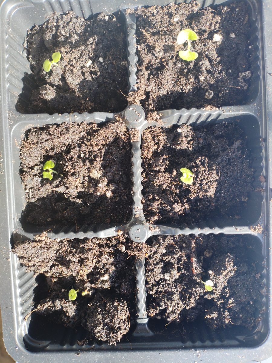 Колеус микроскопический. Если соизволит вырасти, листья будут лиловые. Надеюсь.