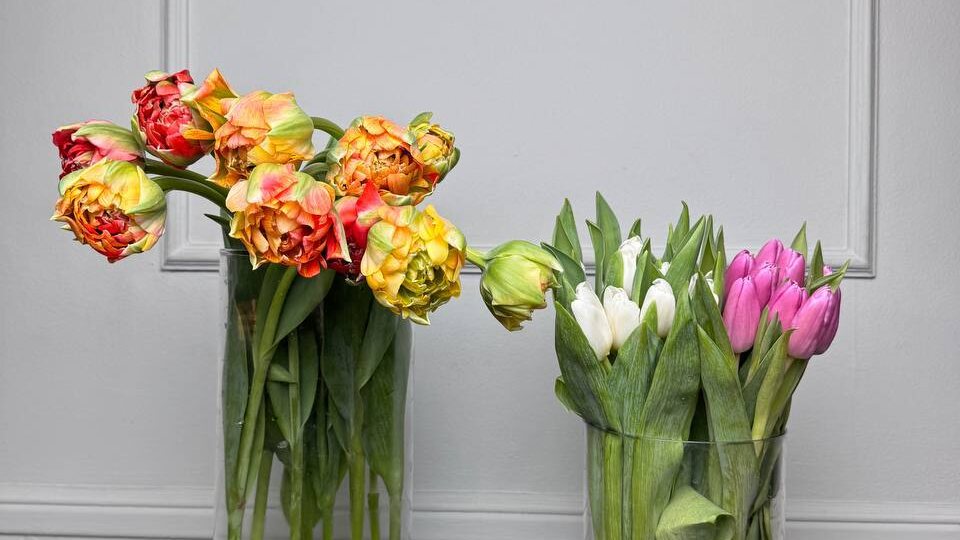 Актуальная цена на пионовидные тюльпаны 300₽/шт, на классические 150₽/шт