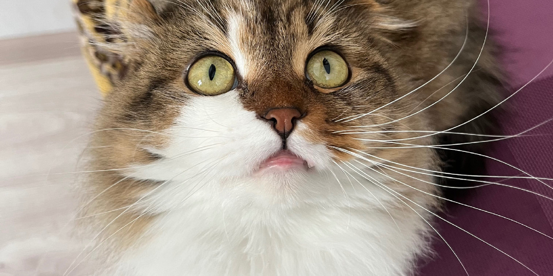 1 марта: день, когда нашим российским котам можно всё