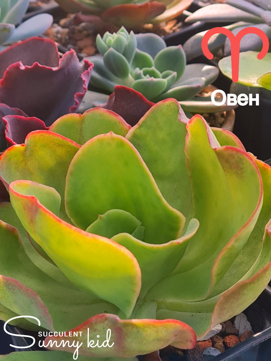  Овен (21.03–19.04): Echeveria ‘Pallida’ Sunny kid | Succulent