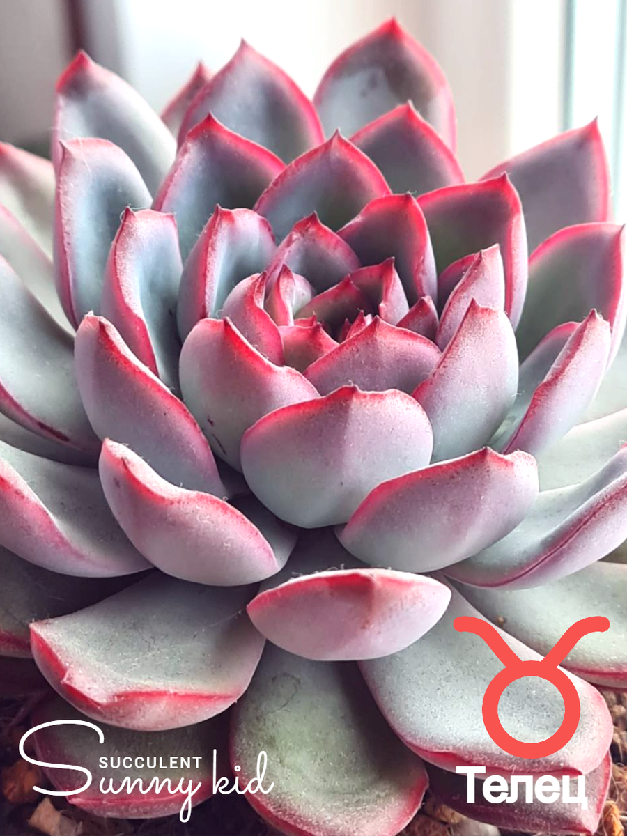 Телец (20.04–20.05): Echeveria Apus. Sunny kid | Succulent