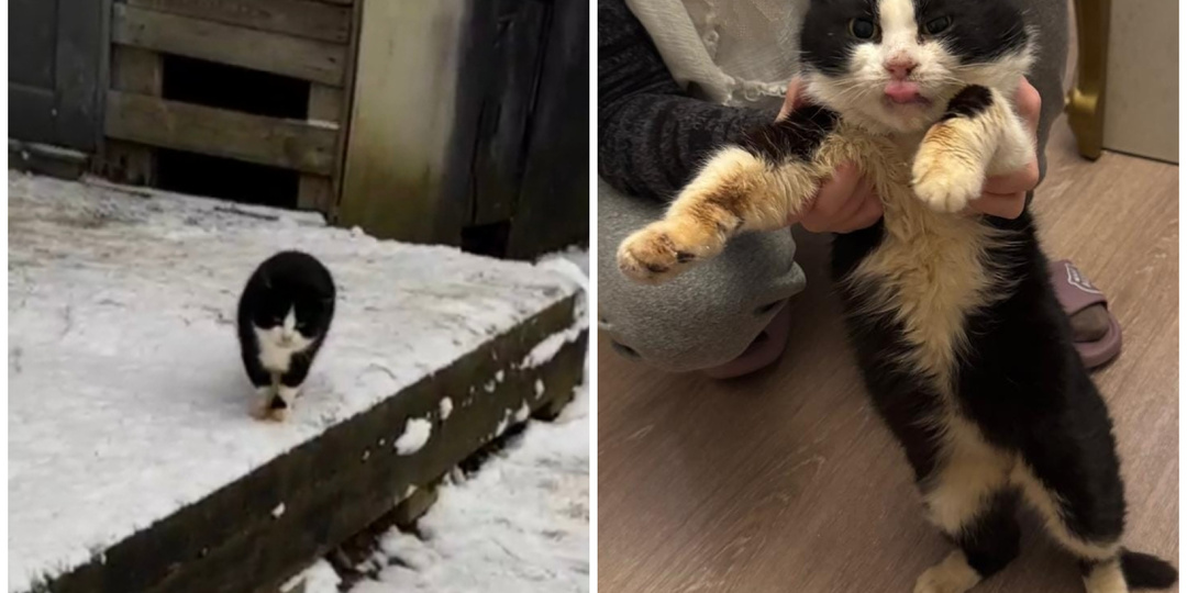 Мы думали, что он замерз. Попытка спасения Феликса N2