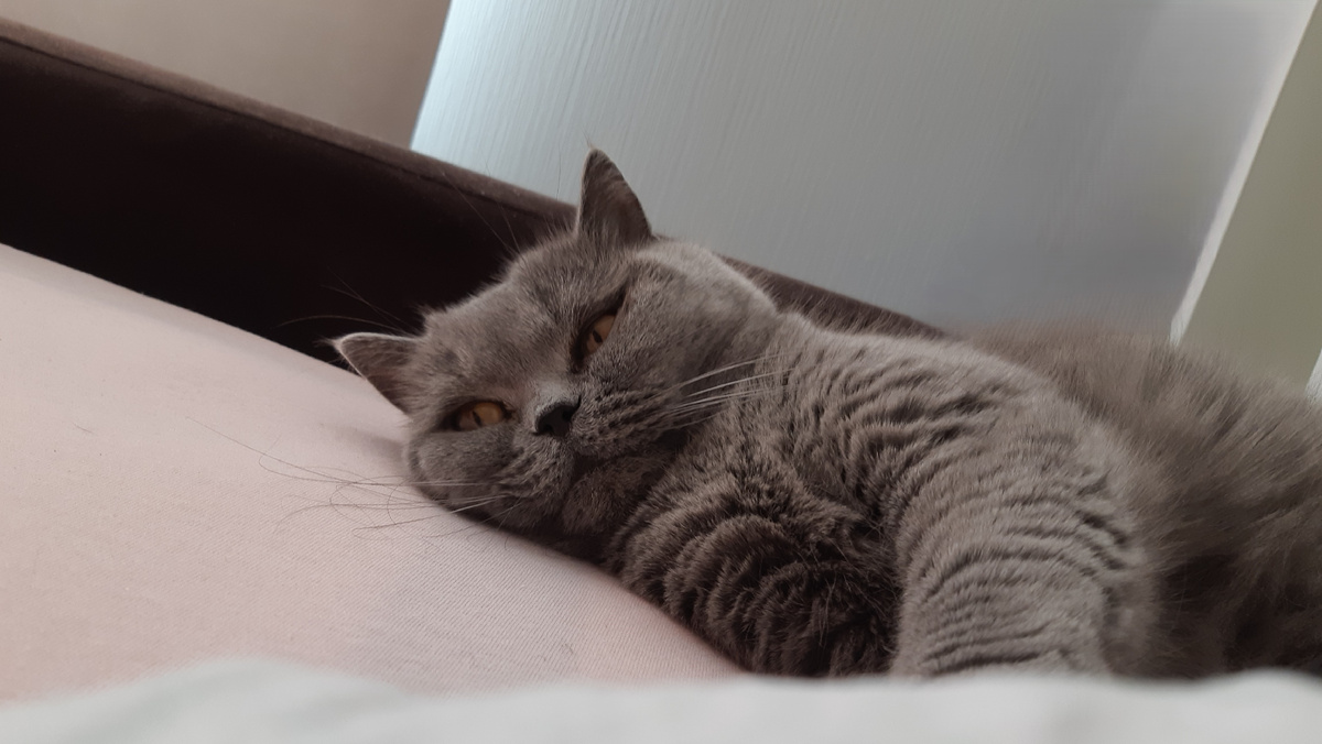 Десси заняла спальное место рядом с хозяйкой. Фото автора статьи