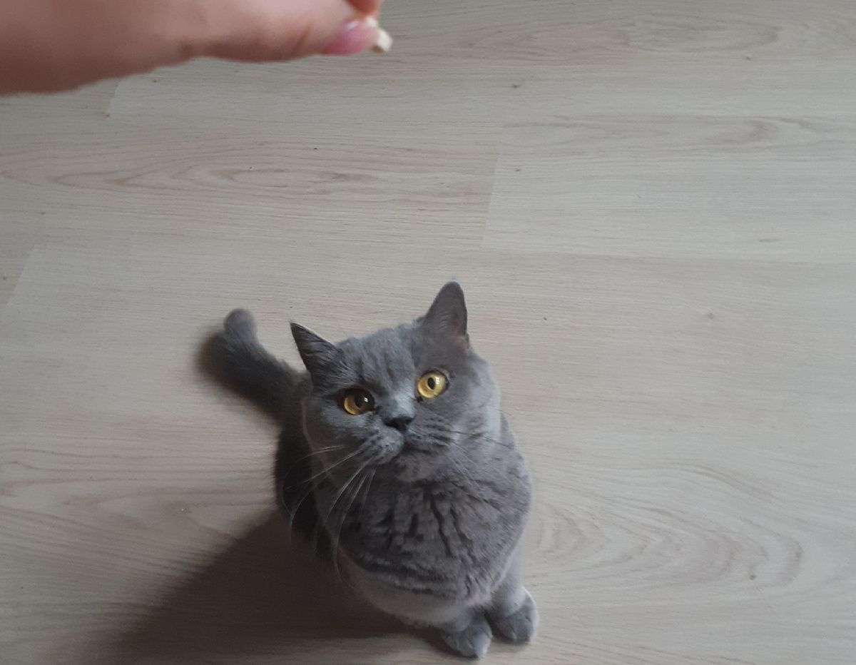 Дэссии в ожидании витаминок. Фото автора статьи