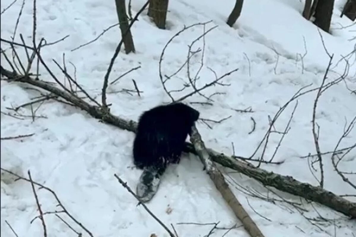    В Петербурге бобр решил поселиться среди горожан