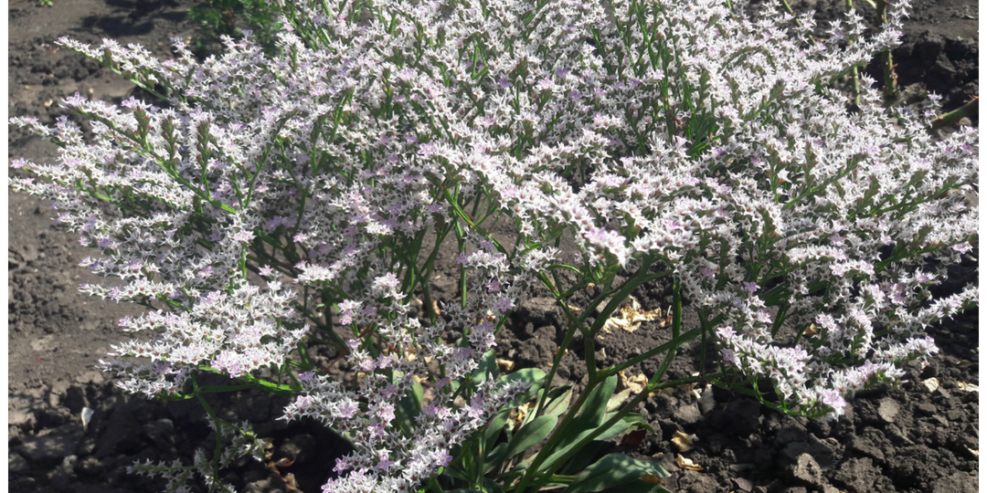 Эти 7 цветов нужно посеять в марте, чтобы любоваться цветением все лето в саду