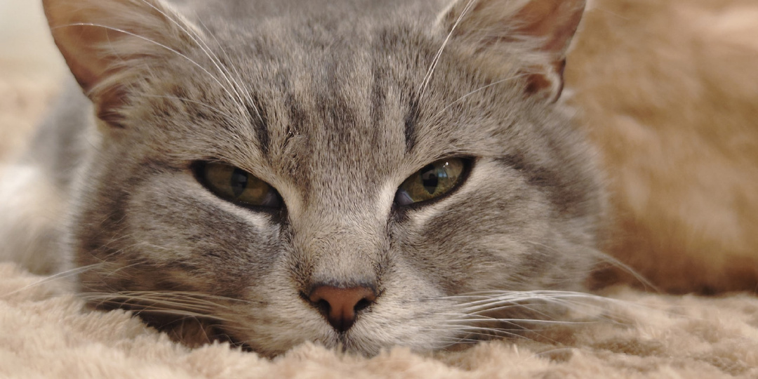 «Истина — где-то там, а голодный Васенька — вот он, тут!» (с) Всем котикам и их хозяевам посвящается!