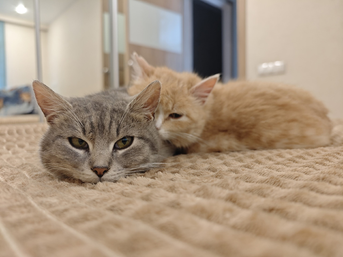 Вася и Тима