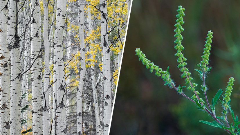     Берёза; амброзия Gettyimages.ru