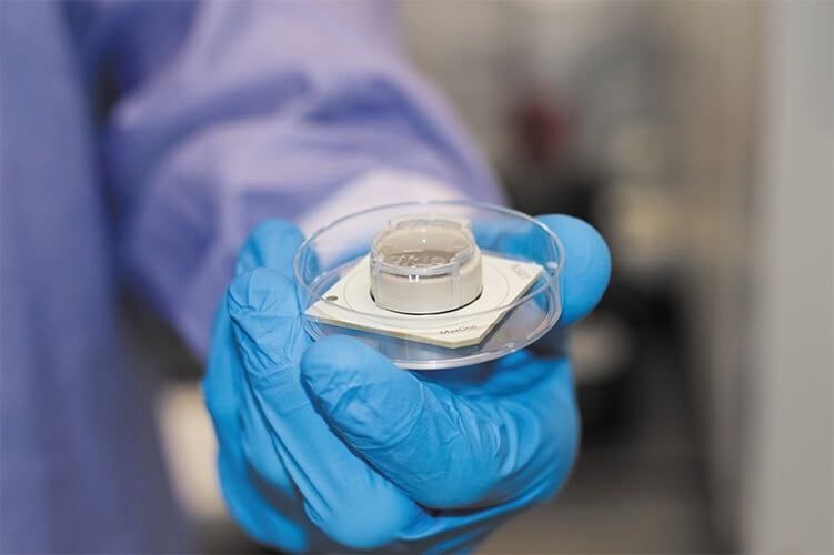 Культура нейронов, выращенных на массиве микроэлектродов