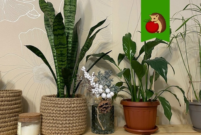 Любимая подкормка для комнатных цветов в начале весны: для активного роста и цветения