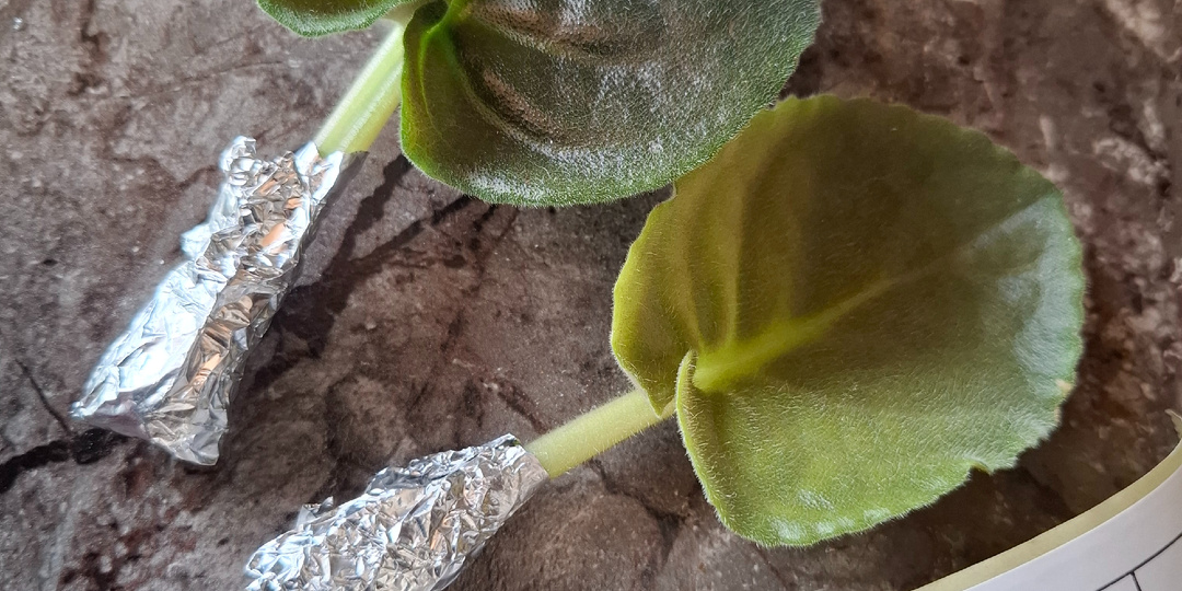 Почему я перестала разводить фиалки на продажу (хотя это реально выгодно)