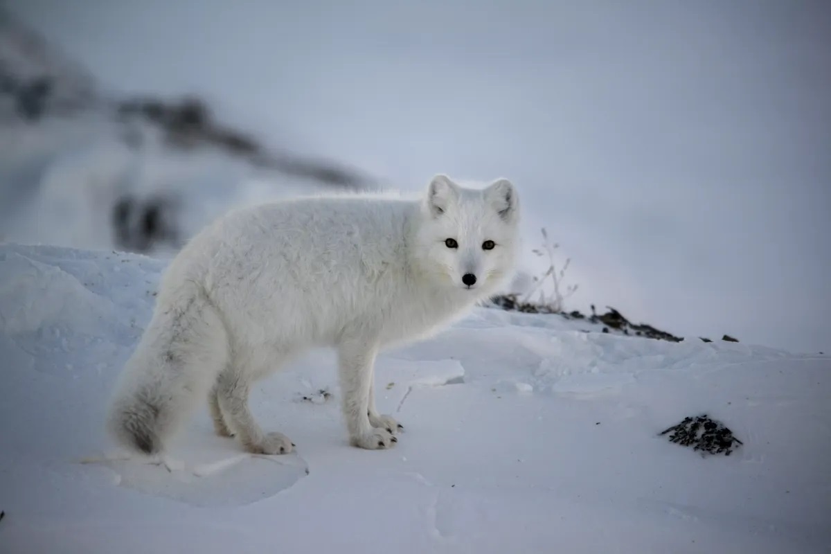 Фото с сайта: https://bigenc.ru/c/pesets-e0a901
