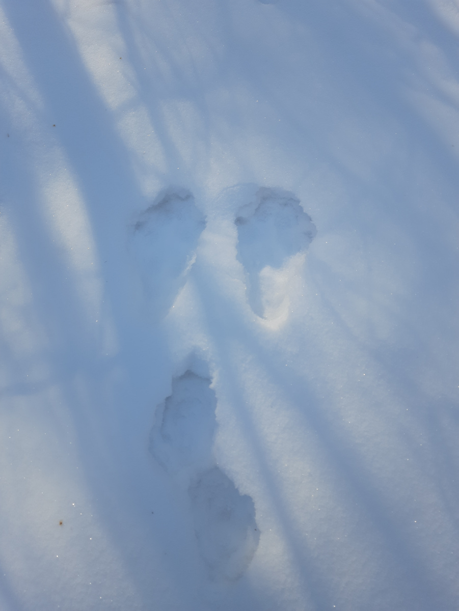 Заячьи следы на снегу