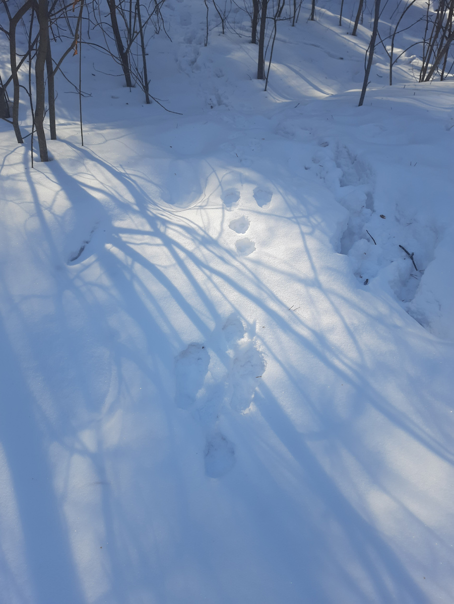 Заячьи следы на снегу