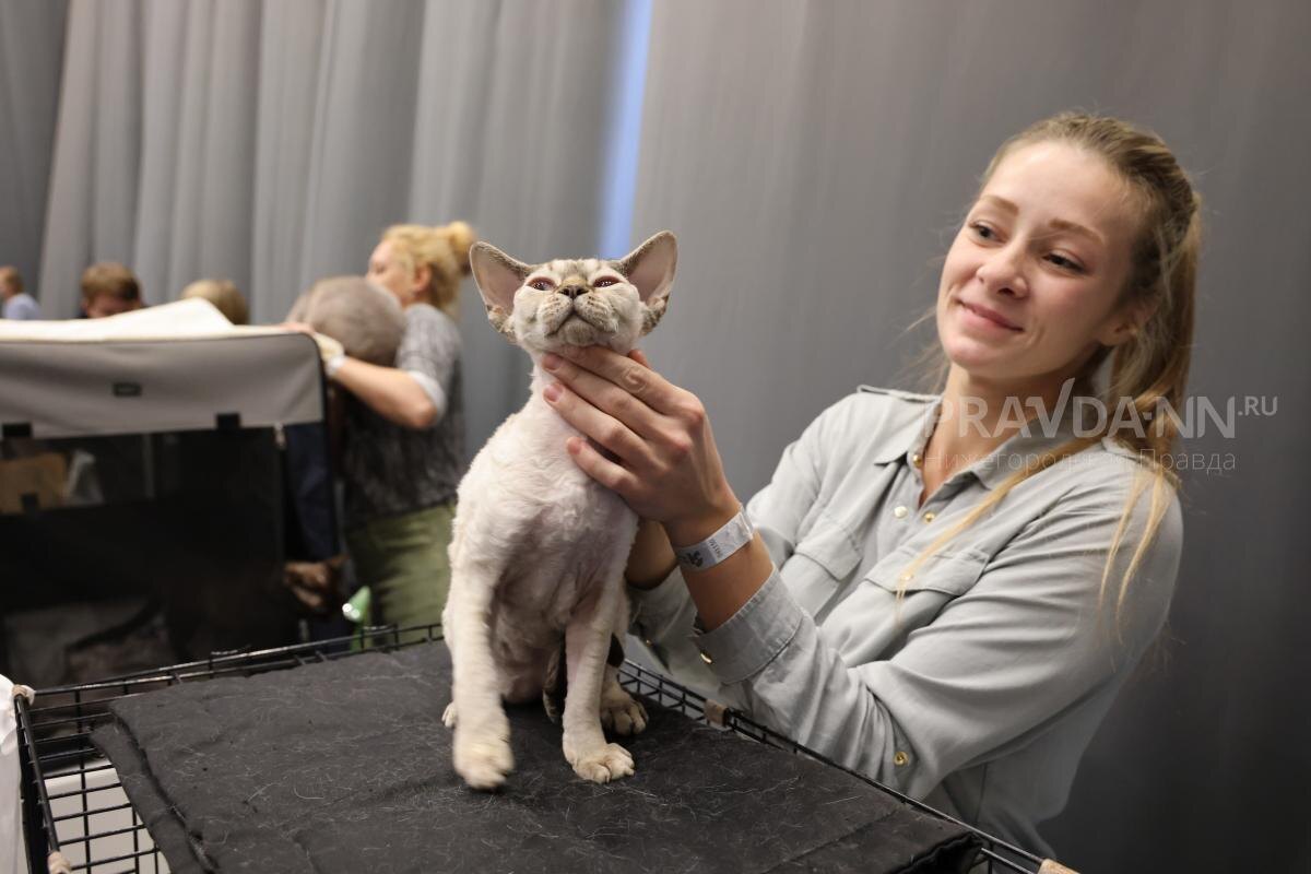    Регулярное поглаживание питомца помогает нормализовать давление и пульс