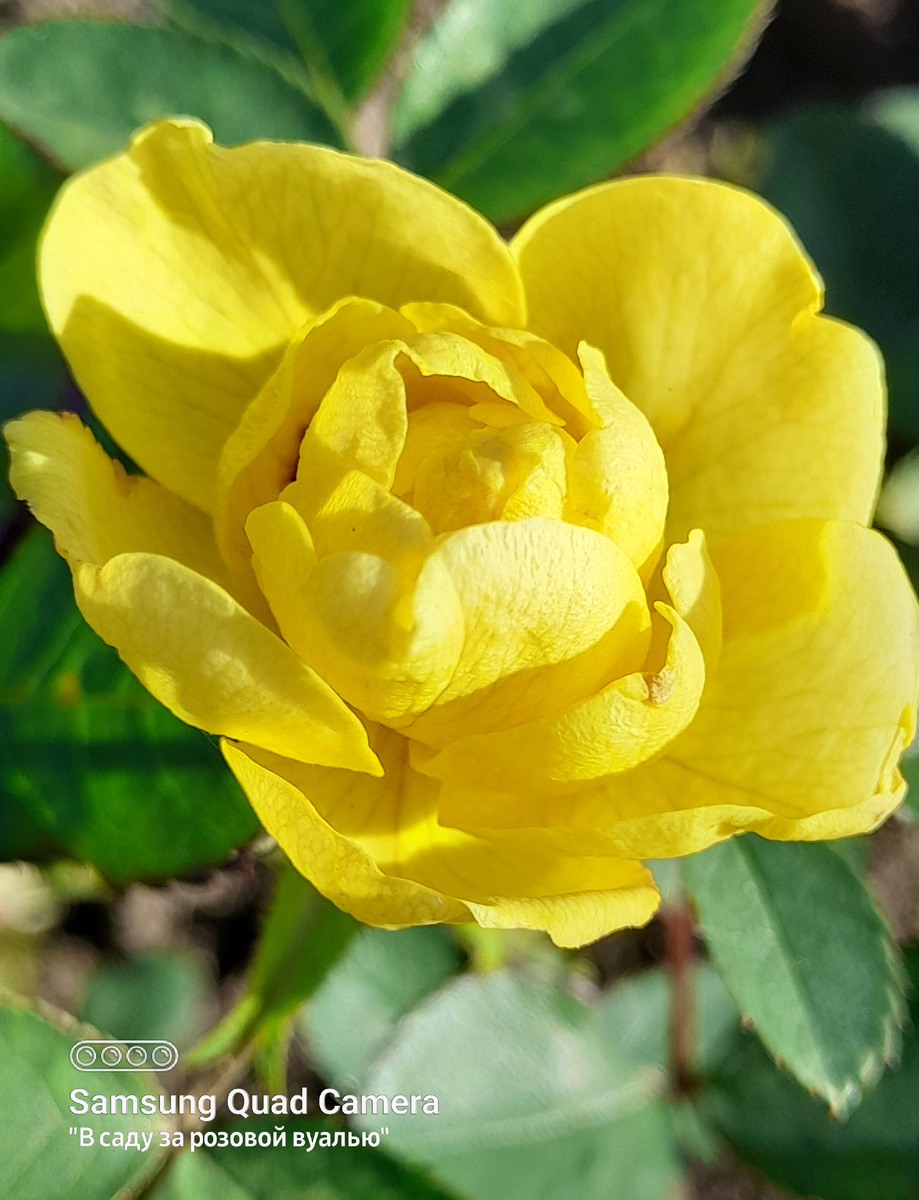 Golden Border - Голден Бордер (Comtesse de Barry- Графиня Барри), Verschuren, Нидерланды,  1993, флорибунда - 2025 года посадки