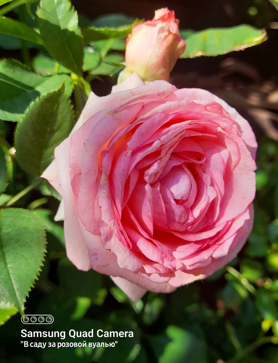 Cyclamen Pierre de Ronsard (Pink Eden Rose ®), Reg Tomerlin США, 2015, клаймбер - 2025 год посадки