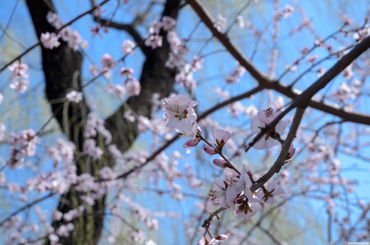     Цветущая сакура   
Андрей Грук © ИА Красная Весна