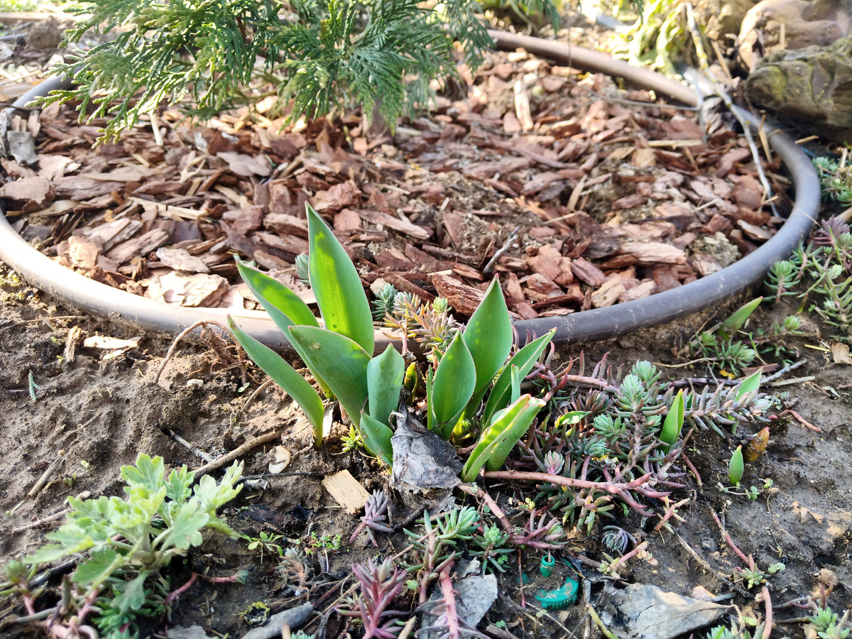 Тюльпанчики.