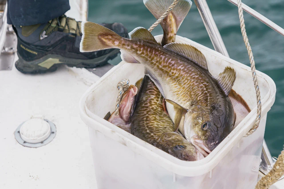 Тур на Камчатку с рыбалкой  Вместе Тревел