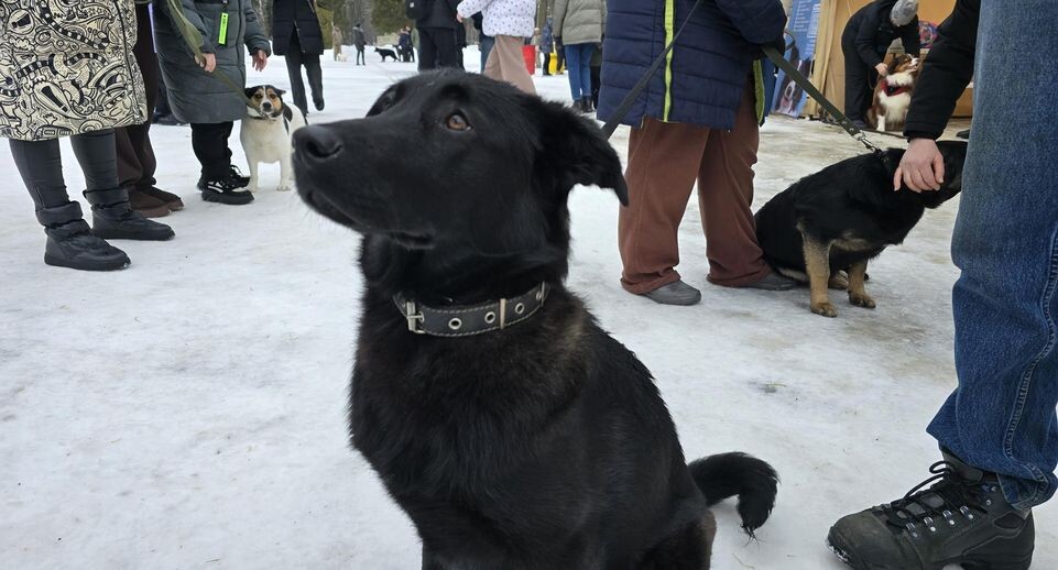    Марина Анисимова