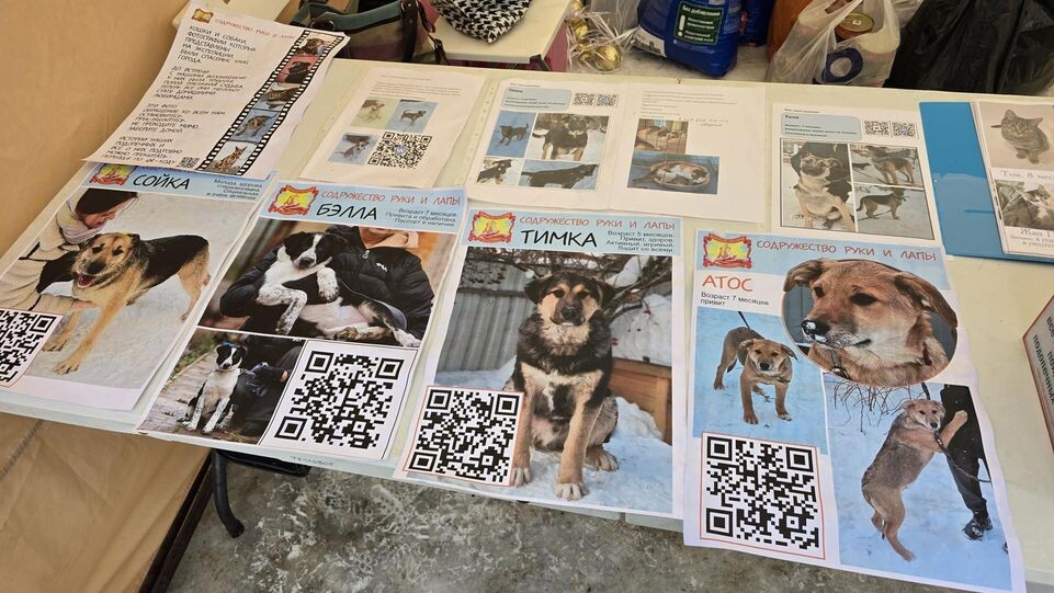    МедиаБанк Подмосковья/Марина Анисимова