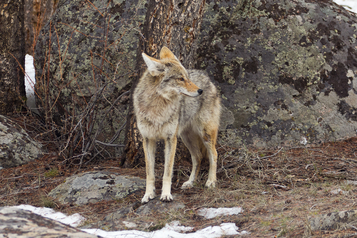 Фото с сайта: https://commons.wikimedia.org/wiki/File:Coyote_(Yellowstone_National_Park,_Wyoming)_(5629872466).jpg