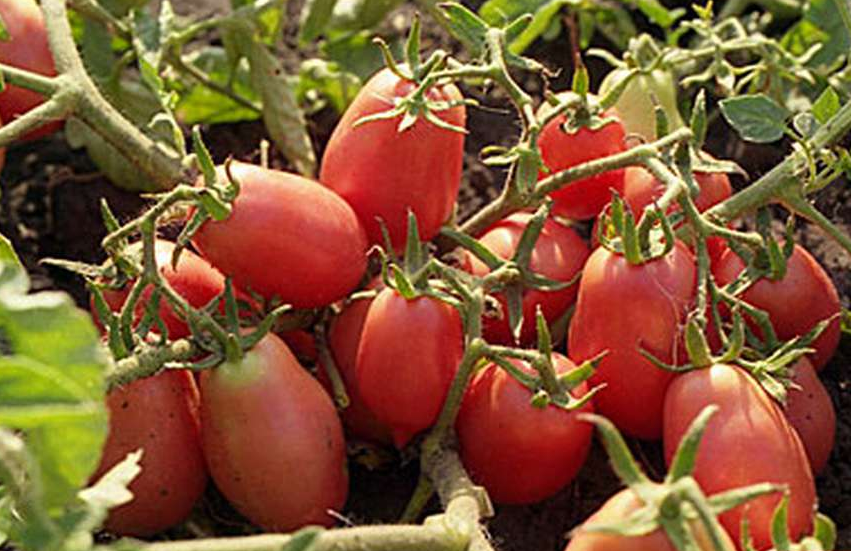 Томат Настенька — стабильность и гармония на грядке