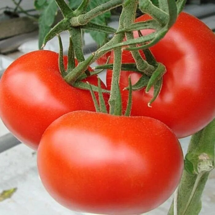 Томат Краснобай — мощь и урожай при минимальных усилиях