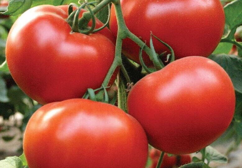 Томаты без потерь: стойкие сорта для уверенного урожая – обзор 7 сортов