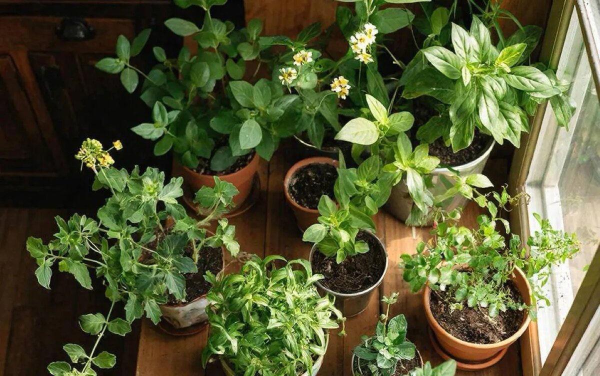    Что посадить в марте для быстрого урожая летом