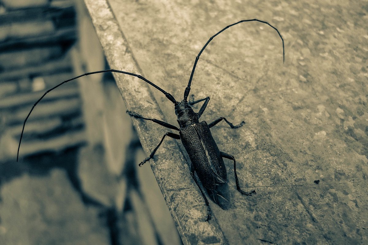 Фото с сайта: https://rtraveler.ru/photo/303863/?tag_photos=strigun